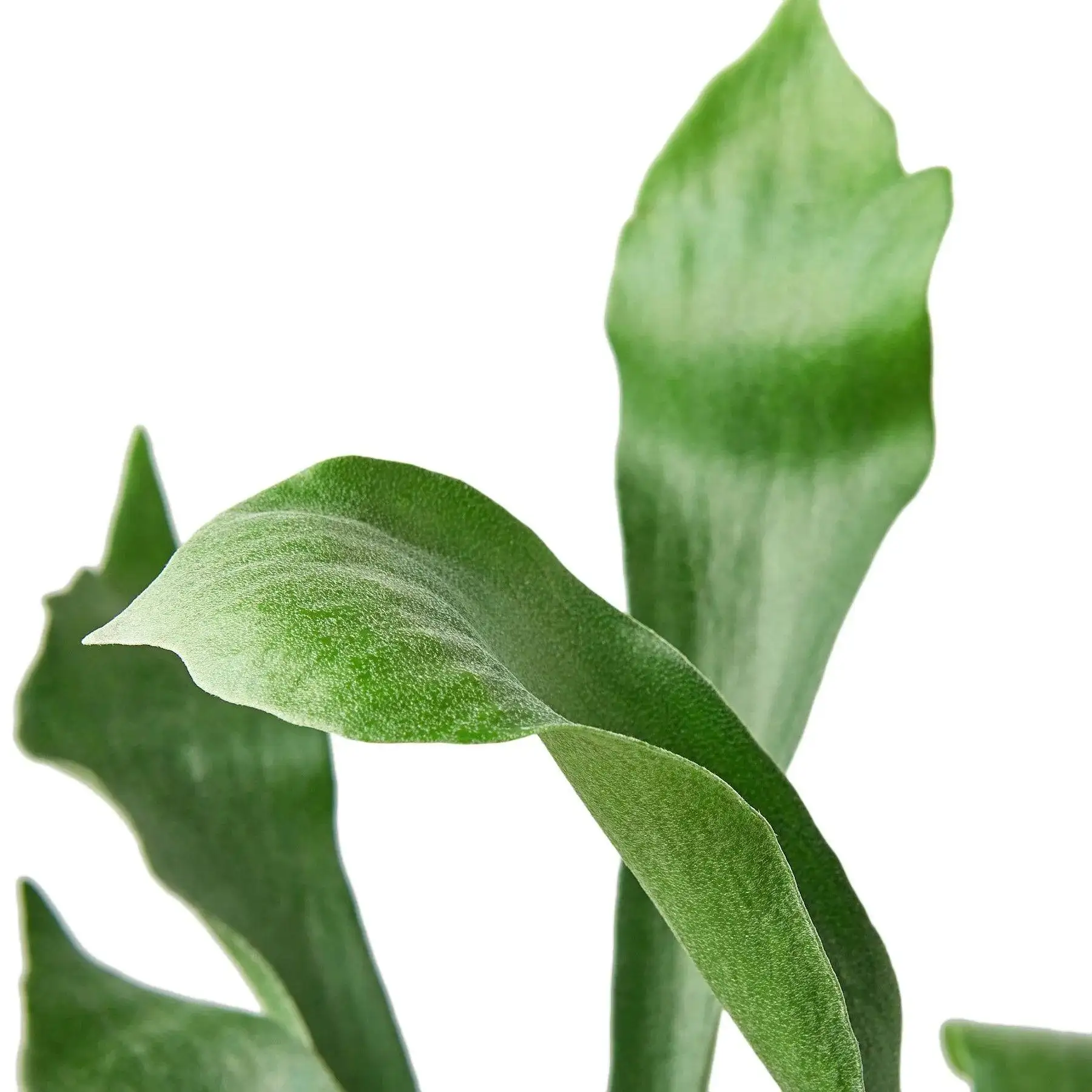 Staghorn Fern - Image 4