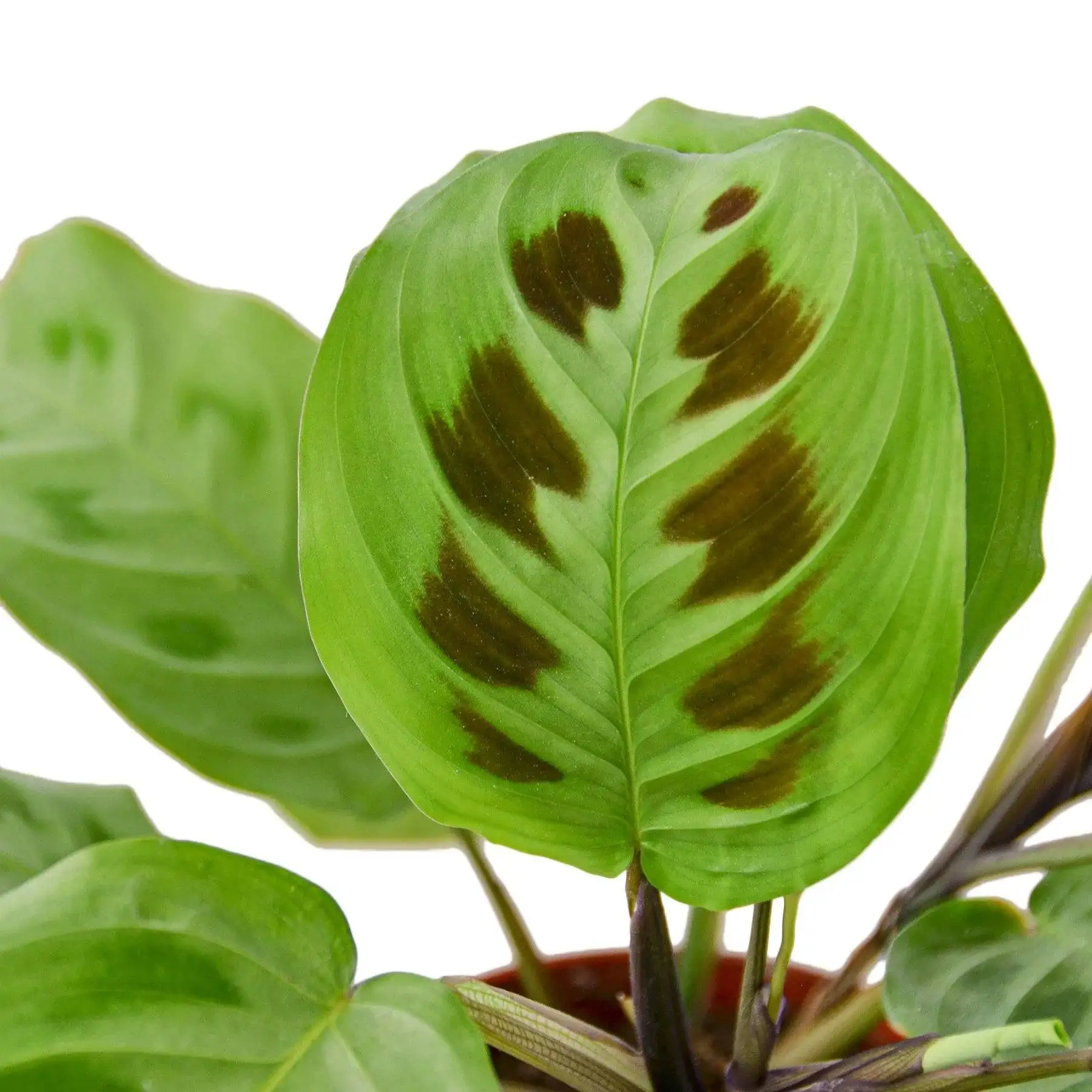 Maranta Leuconeura - Image 2