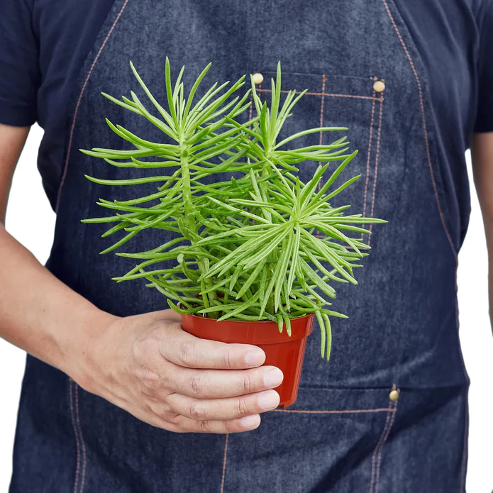 Succulent Senecio 'Himalayan' - 4" Pot - Image 3