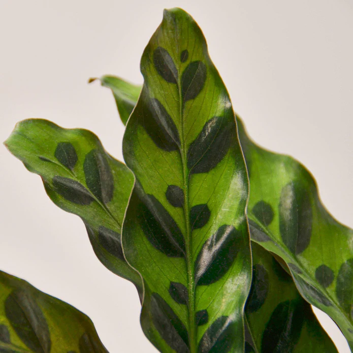 Calathea Lancifolia 'Rattlesnake' - Image 2