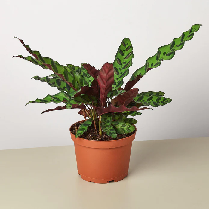 Calathea Lancifolia 'Rattlesnake' - Image 3