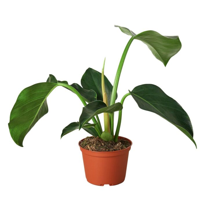 Philodendron Congo Green