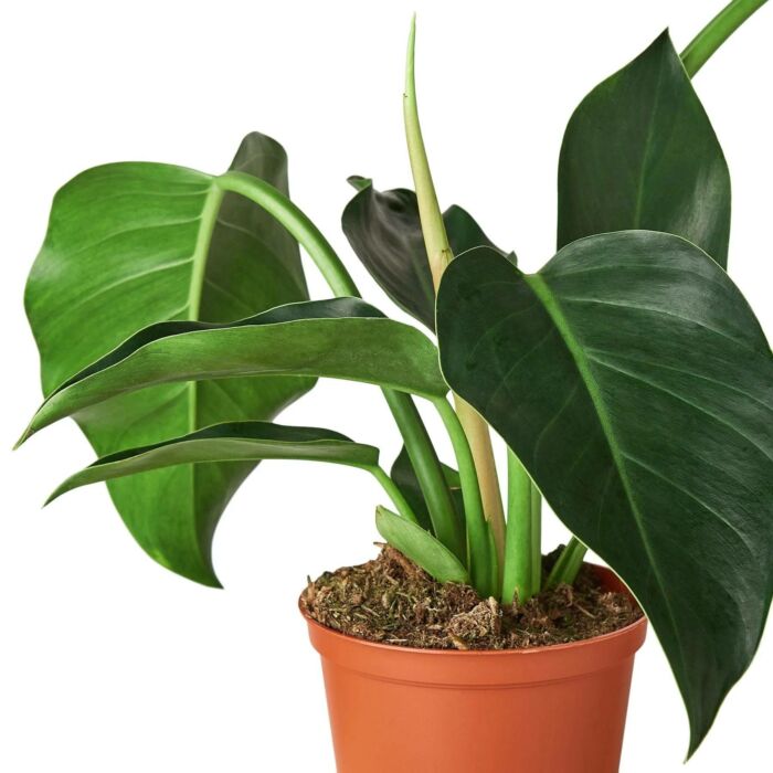 Philodendron Congo Green - Image 2