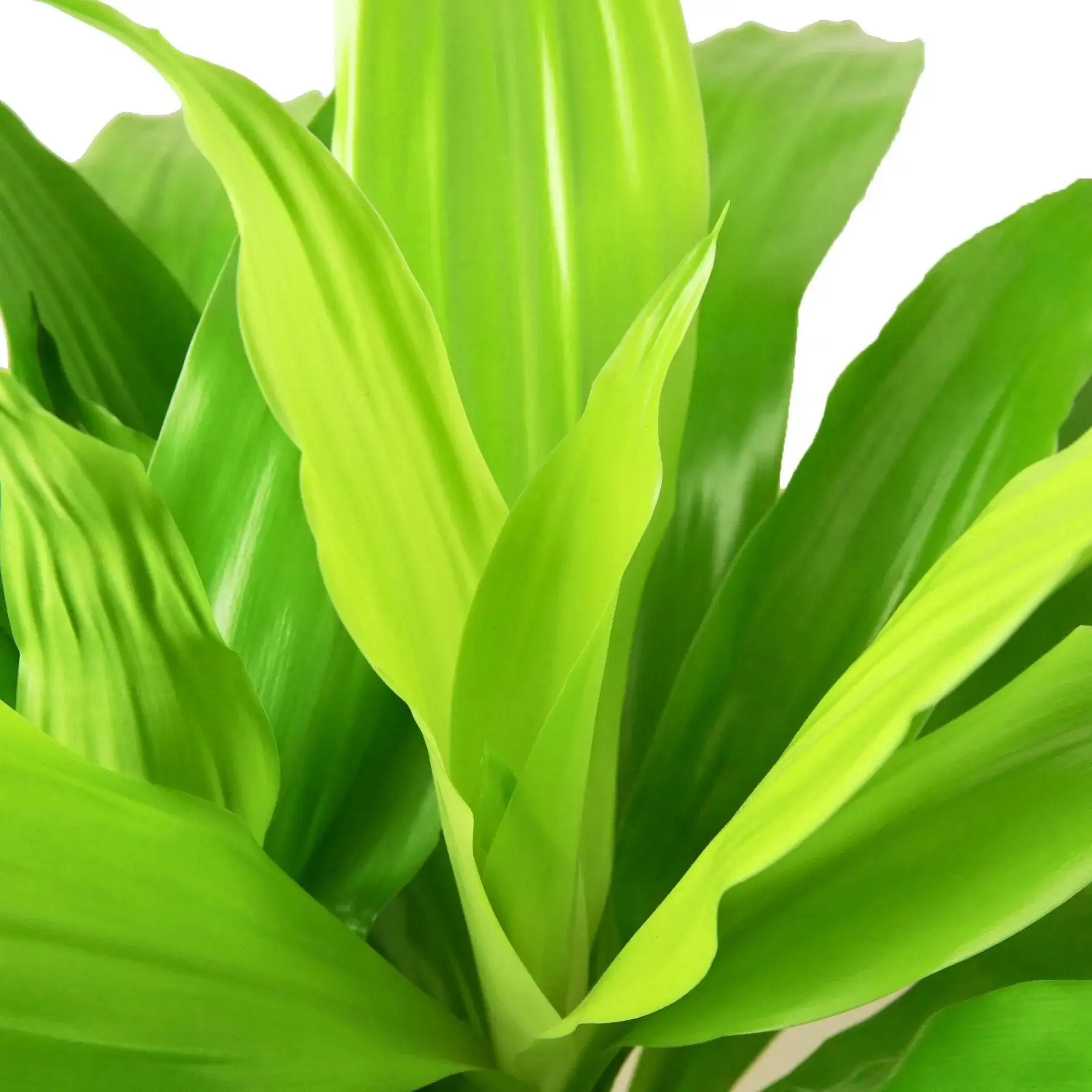 Dracaena Lime Light - Image 2