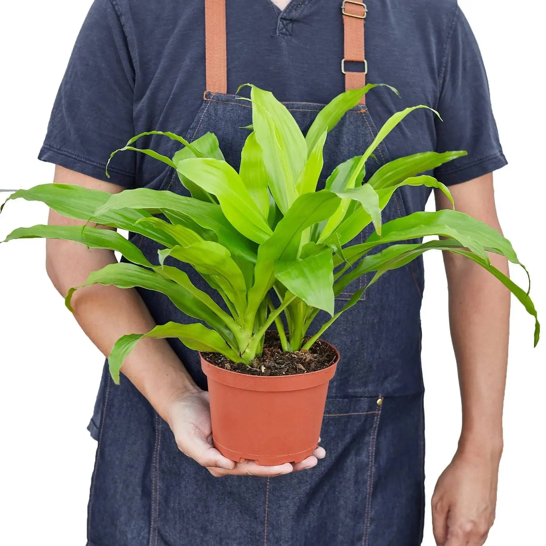 Dracaena Lime Light - Image 3