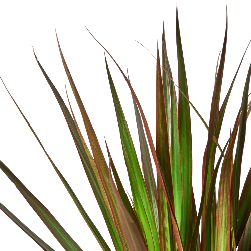 Dracaena 'Marginata Magenta' - Image 2