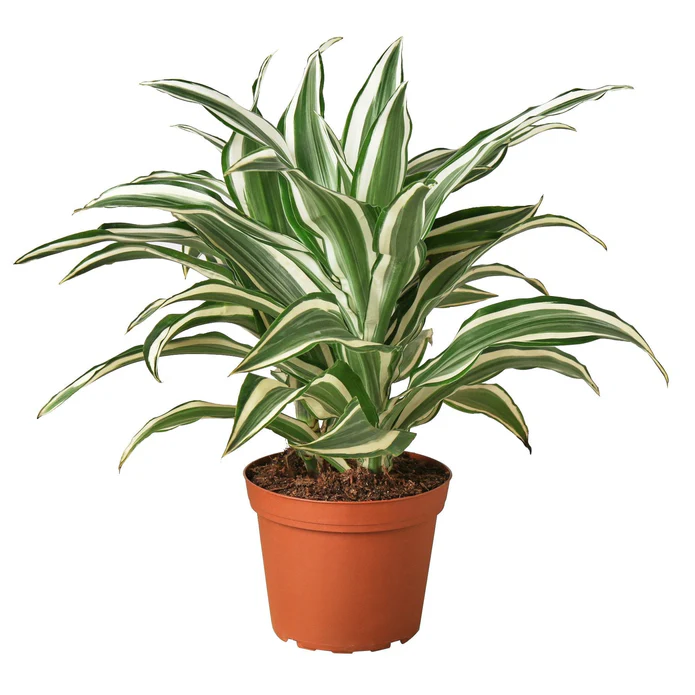 Dracaena ‘Warneckii White Jewel’ – 6″ Pot – NURSERY POT ONLY | House Plants for Sale - Forget Me Not Flower Market