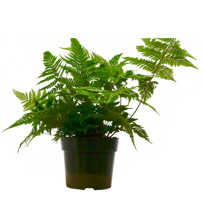 'Autumn' Fern - 6" Pot - NURSERY POT ONLY