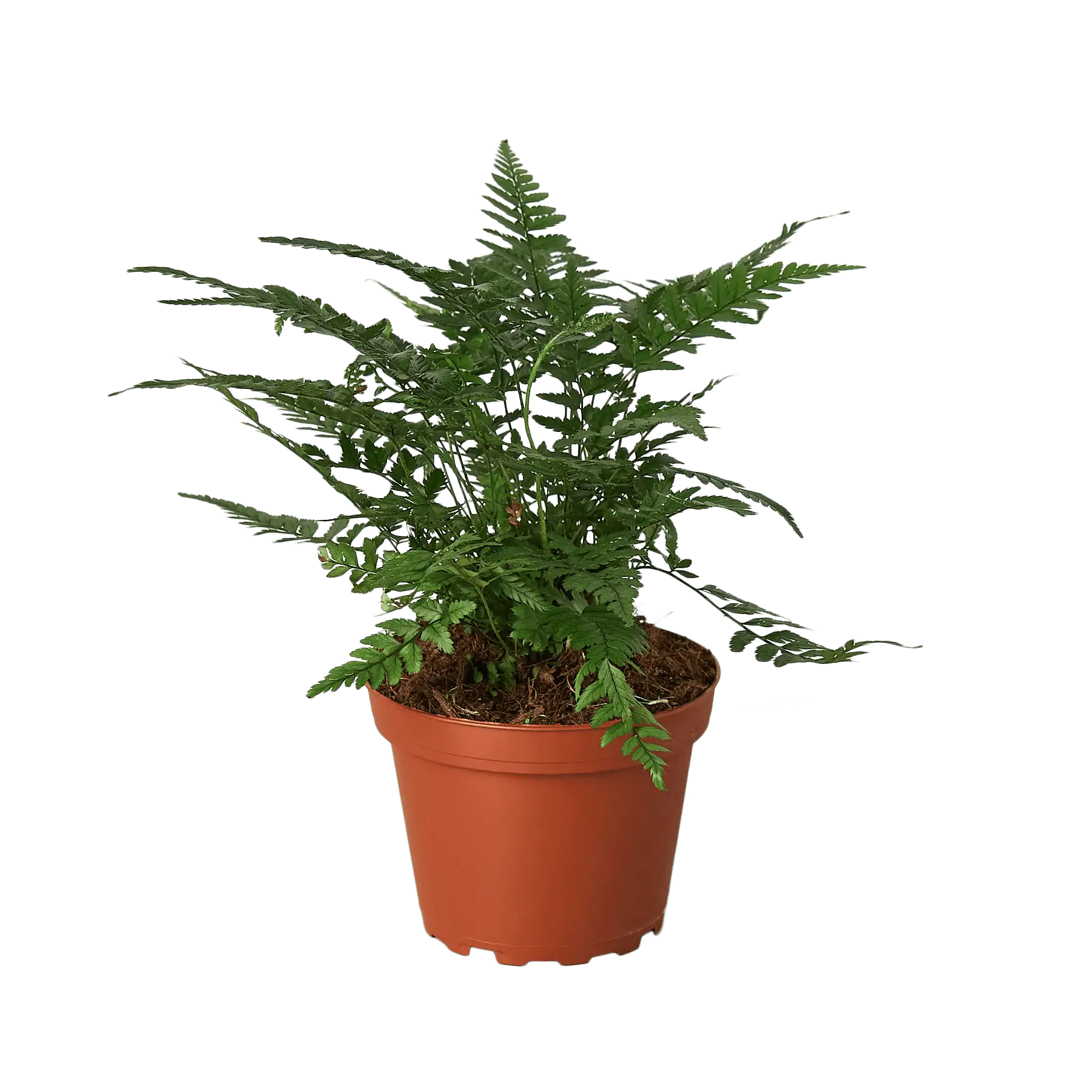 Korean Rock Fern