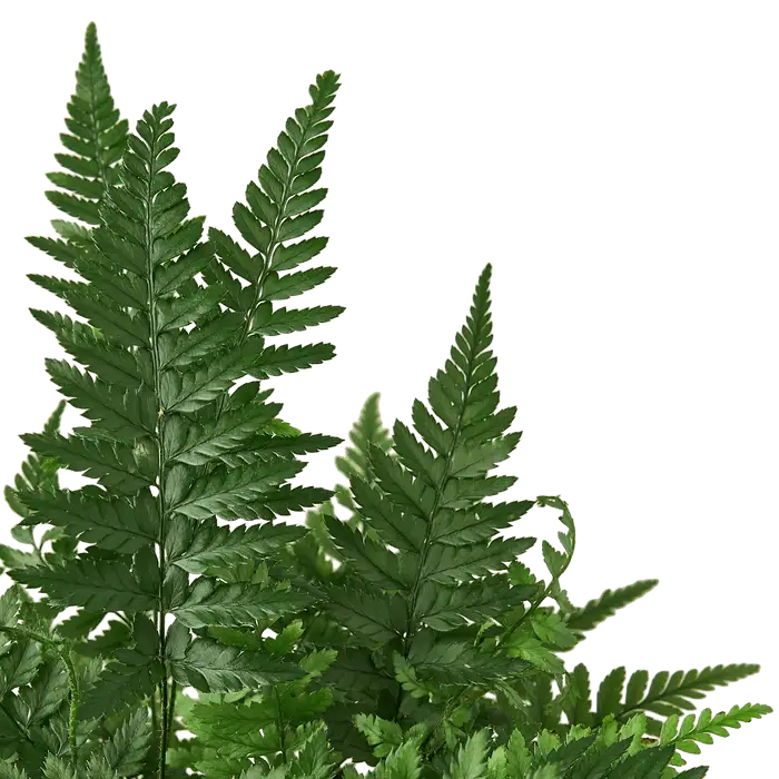 Korean Rock Fern - Image 2