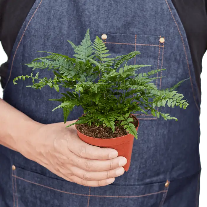 Korean Rock Fern - Image 3
