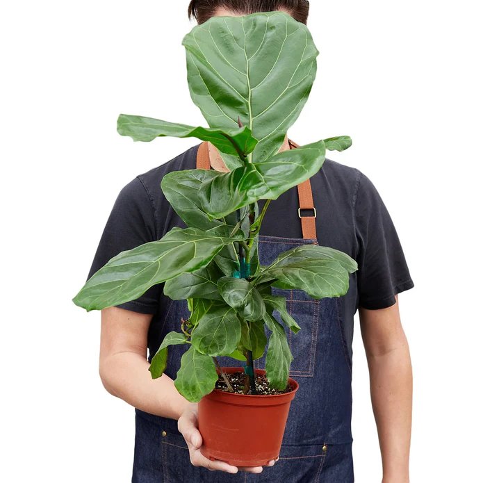 Ficus Lyrata 'Fiddle Leaf Fig' - Image 3
