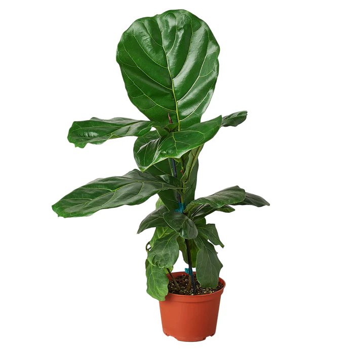 Ficus Lyrata 'Fiddle Leaf Fig' - Image 2
