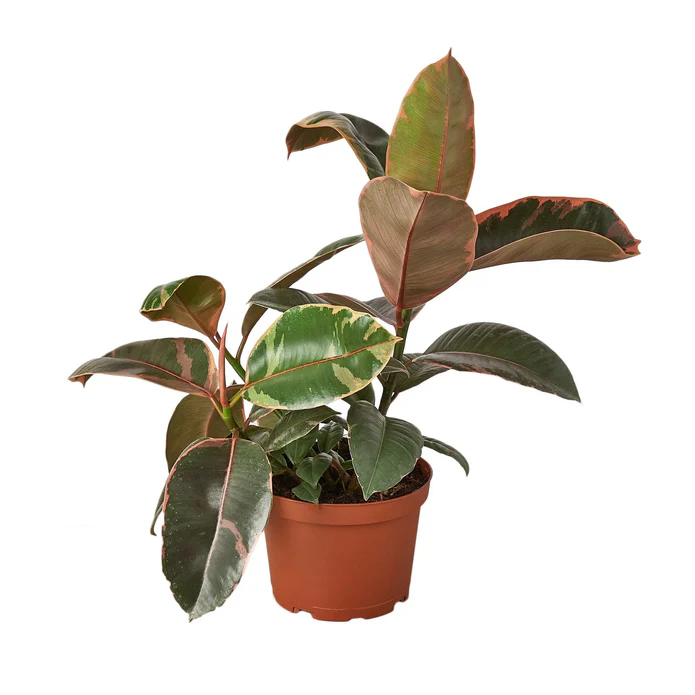 Ficus Elastica 'Ruby Pink' - Image 4