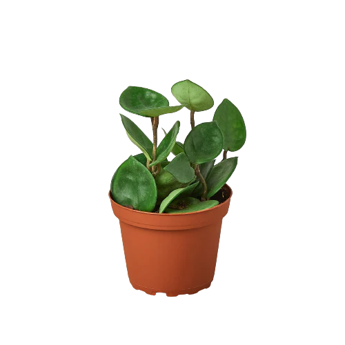 Hoya Carnosa 'Chelsea' - 4" Pot - NURSERY POT ONLY