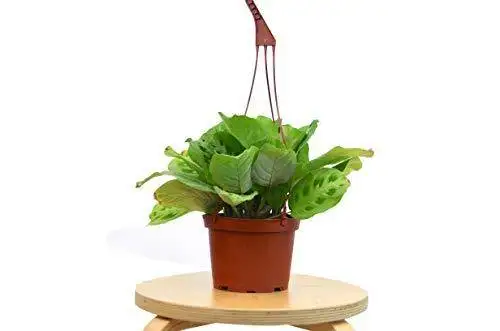 Maranta Leuconeura - Image 4
