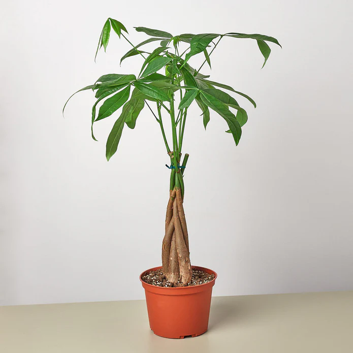 Money Tree 'Guiana Chestnut' Pachira Braid - Image 5