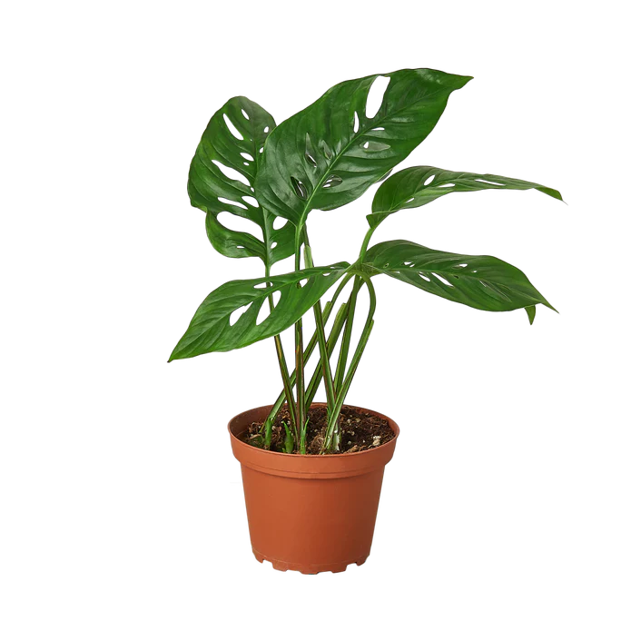 Monstera Adansonii 'Swiss Cheese' - 4" Pot - NURSERY POT ONLY