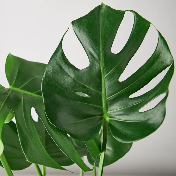 Philodendron Monstera Split-Leaf - Image 4