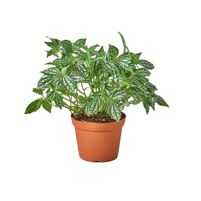 Pilea 'Aluminum' - 6" Pot - NURSERY POT ONLY