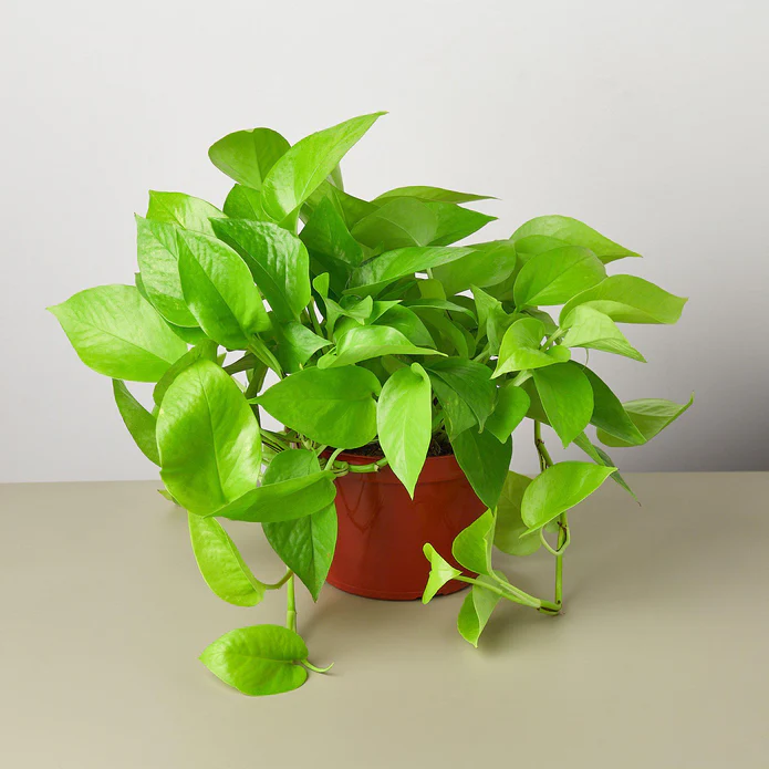 Pothos 'Neon' - Image 4