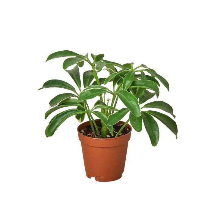 Schefflera Arboricola Umbrella - Image 3