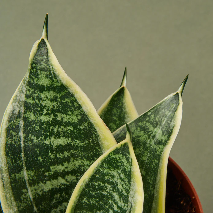 Snake Plant Laurentii Dwarf - Image 2