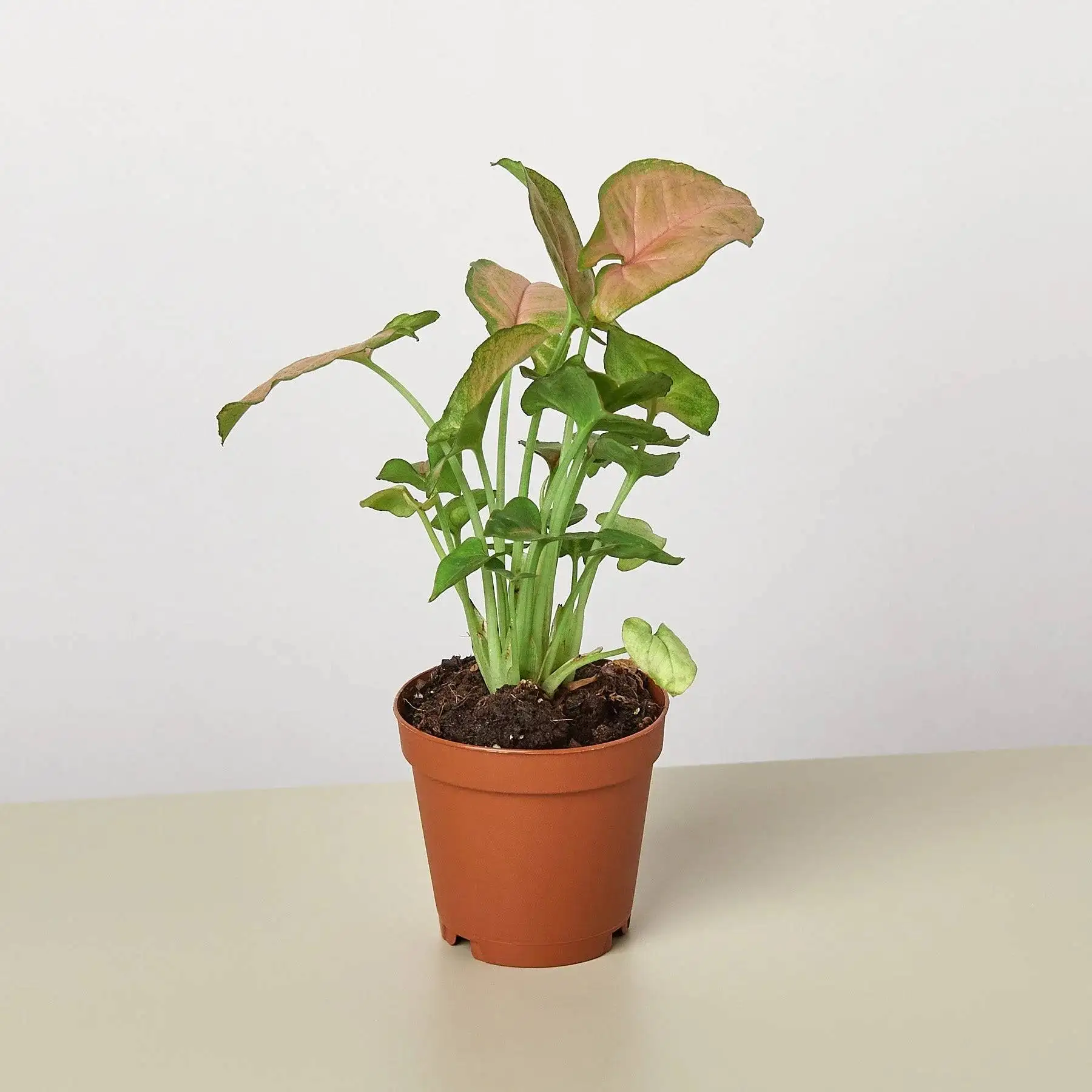 Syngonium Strawberry - Image 3