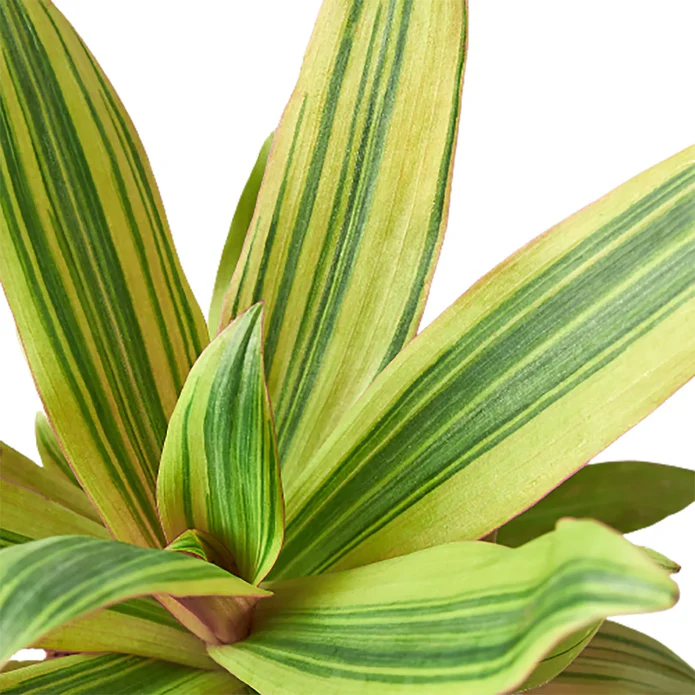 Tradescantia 'Sitara's Gold' - Image 2