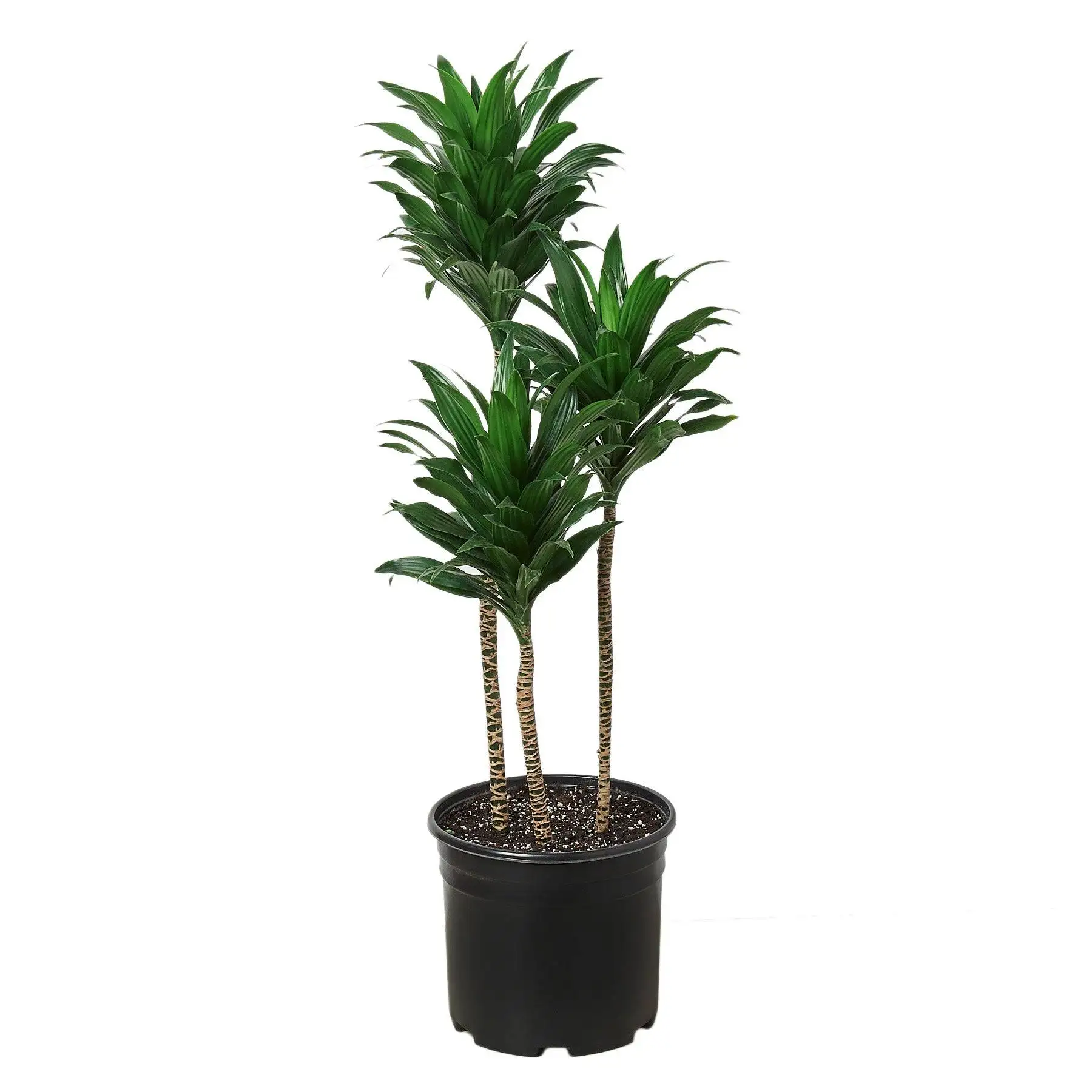 Dracaena Craigii 3-4 ft Tall - 9" Pot