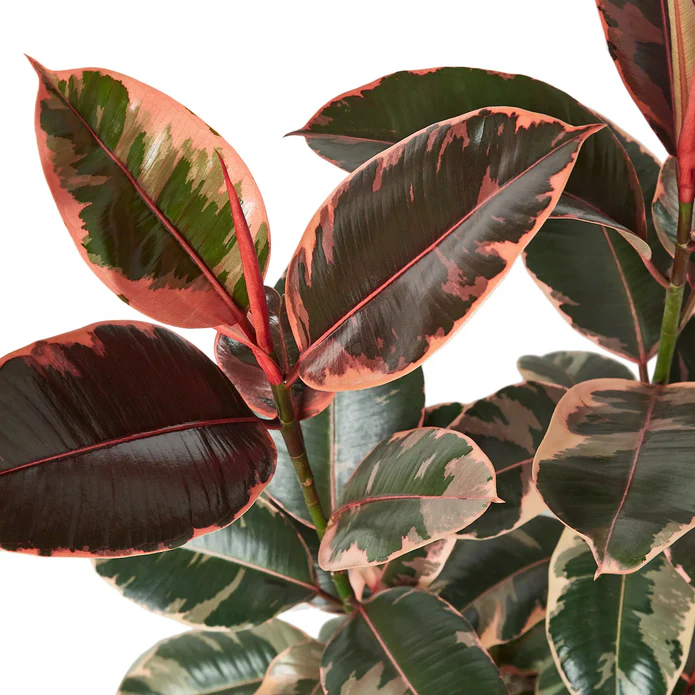 Ficus Elastica 'Ruby Pink' - Image 3