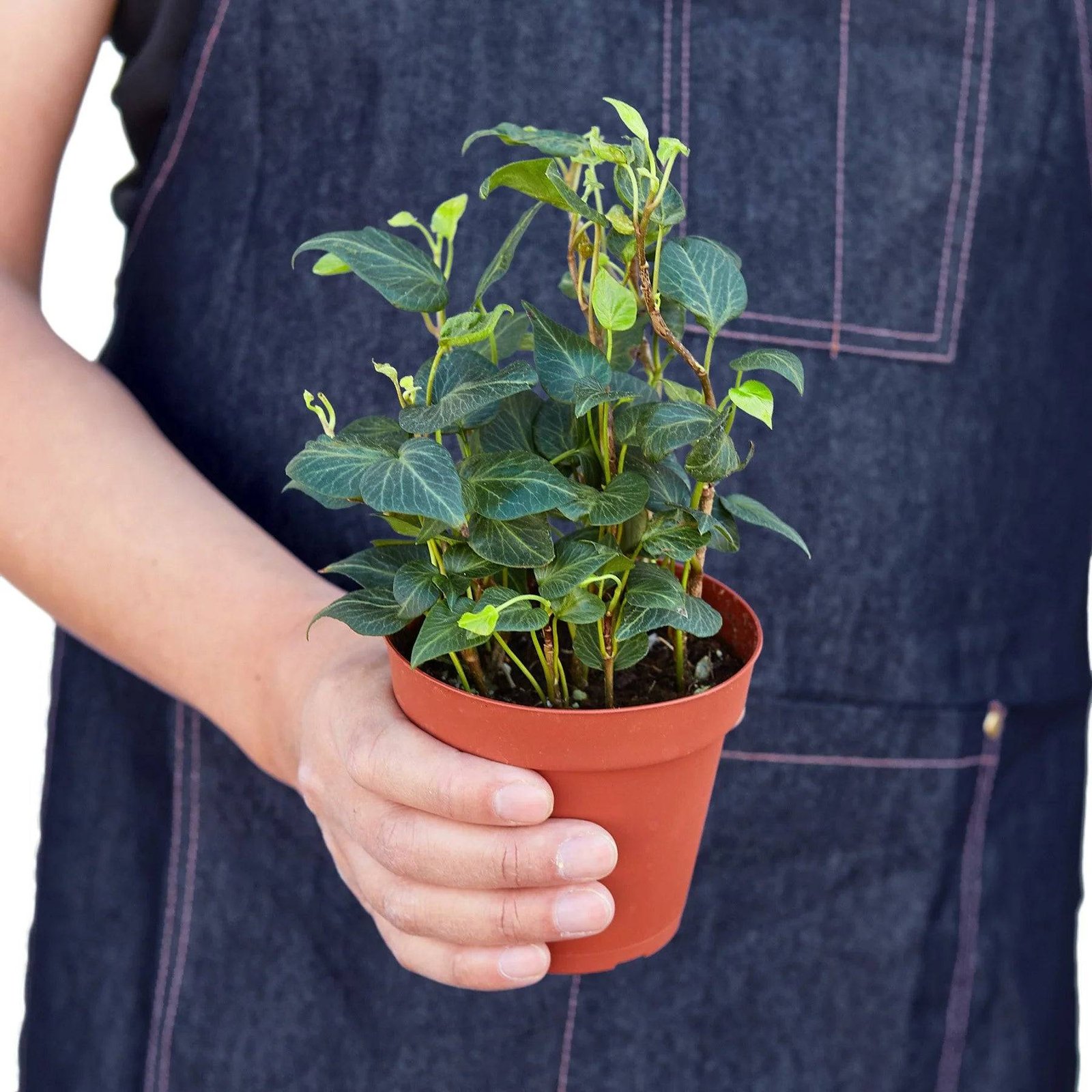 English Ivy 'Heart' - Image 3