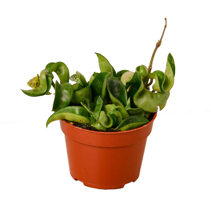 Hoya Rope Plant - Image 2