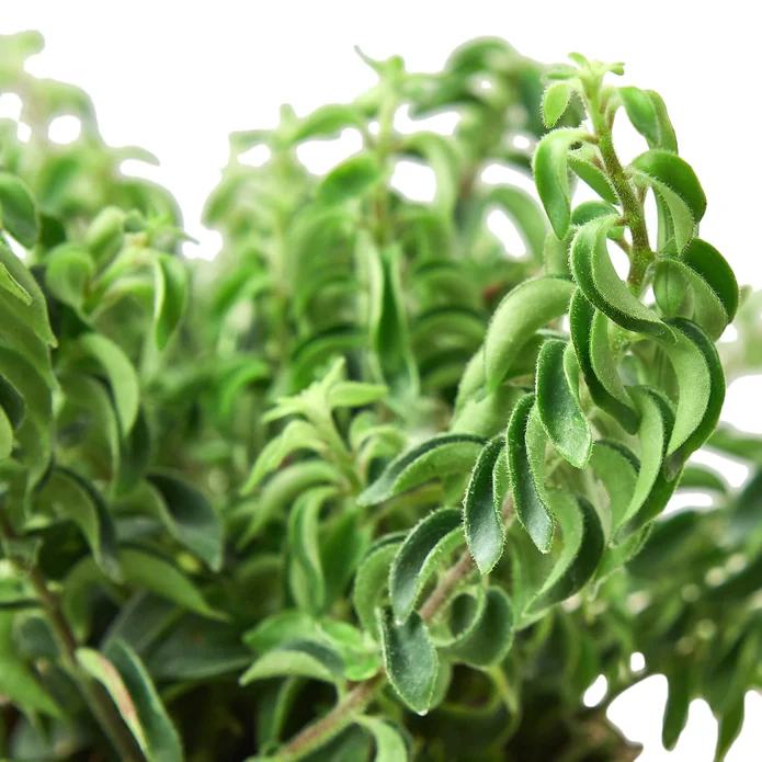 Curly Lipstick Plant - Image 3
