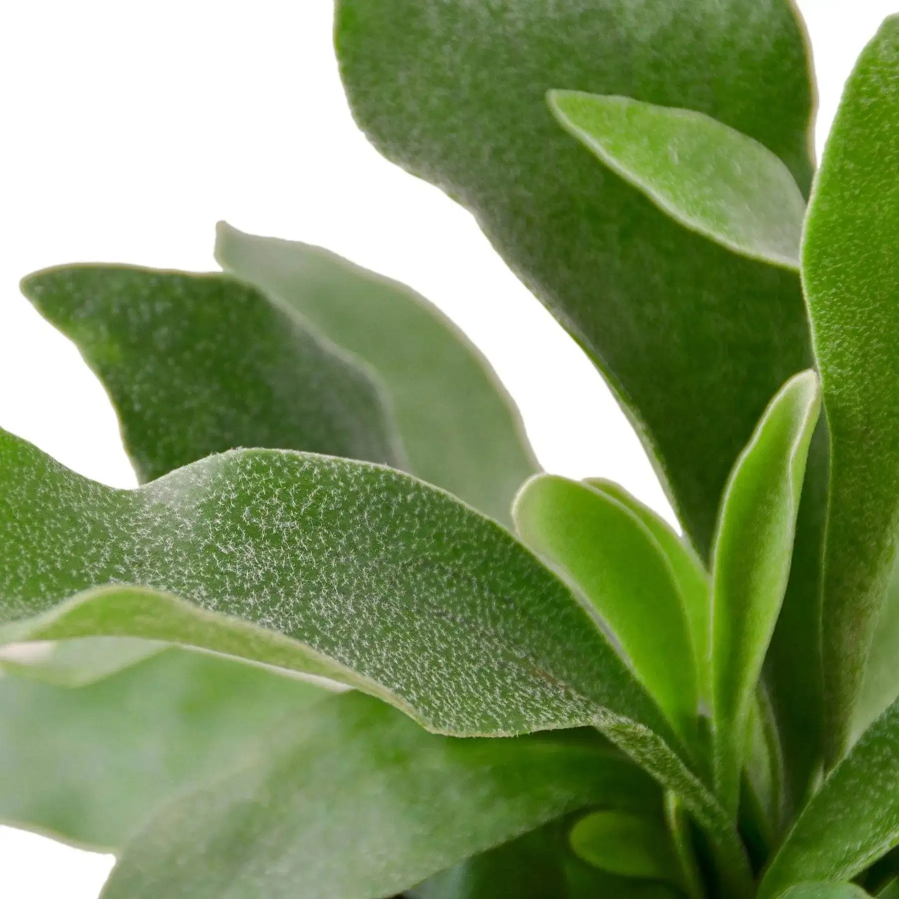 Staghorn Fern - Image 2