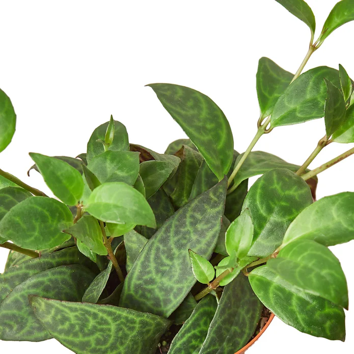 Lipstick Black Pagoda - Image 5