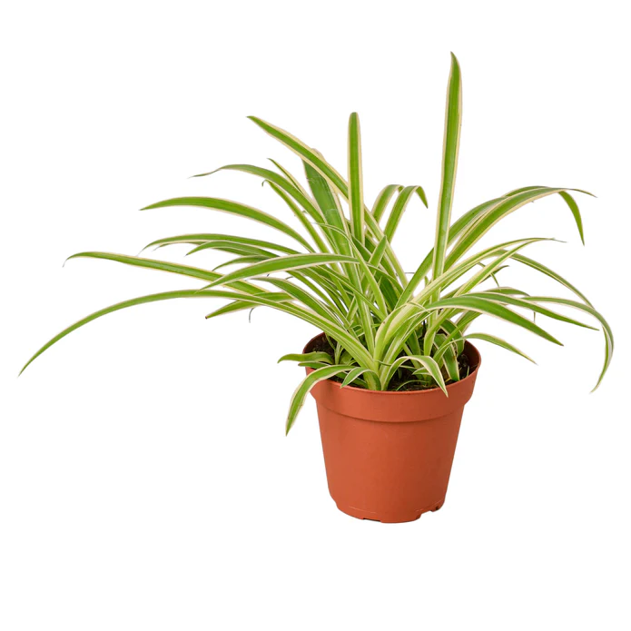 Spider Plant Reverse - Image 2