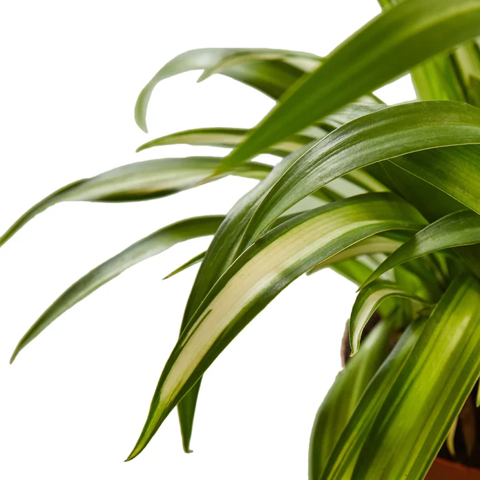Spider Plant Hawaiian - Image 2