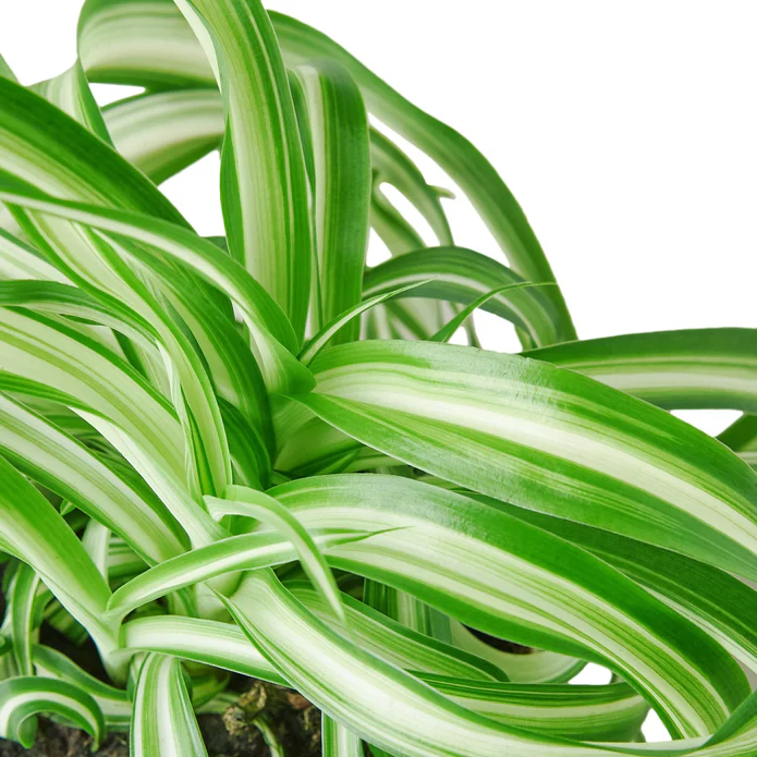 Spider Plant 'Bonnie' - Image 2