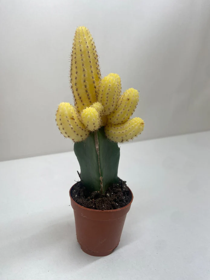 Cactus Graft Yellow - Image 2