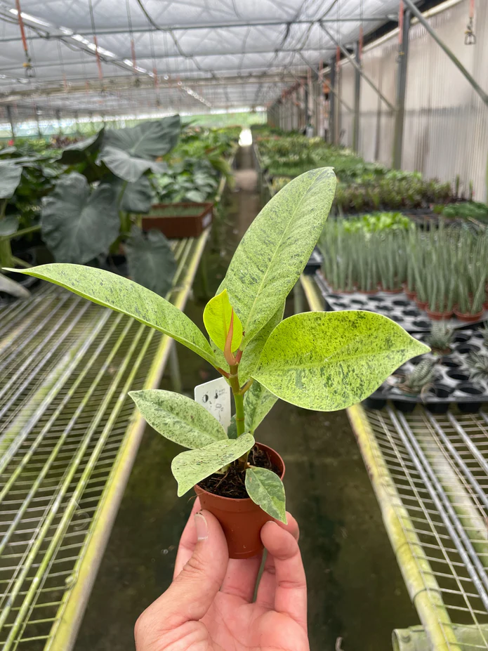 Ficus 'shivereana' (Moonshine) - Image 5