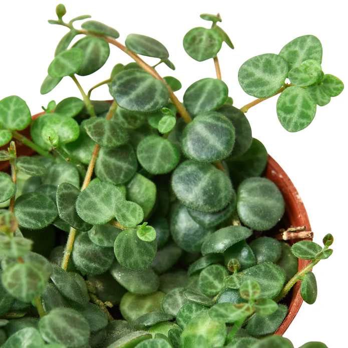Peperomia Prostrata 'String of Turtles' - Image 2