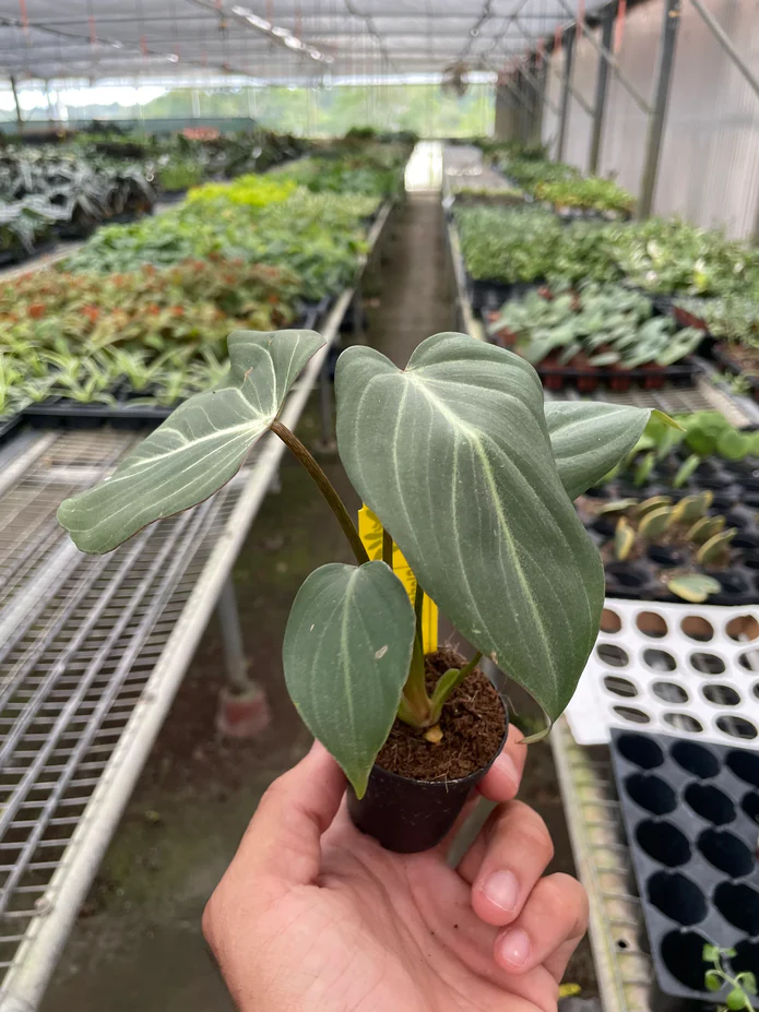 Philodendron Gloriosum - Image 2