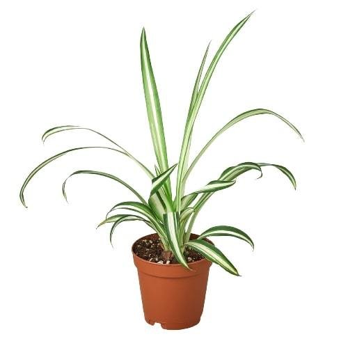 Spider Plant Reverse - Image 4