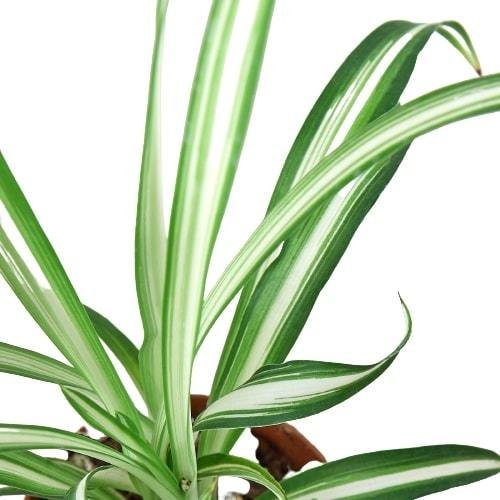 Spider Plant Reverse - Image 5