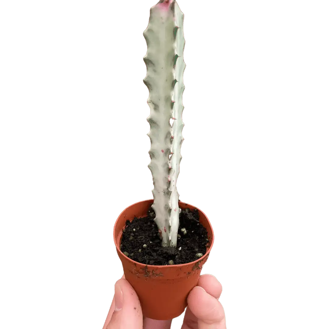 Succulent Euphorbia Dragon Bone - Houseplant Sale