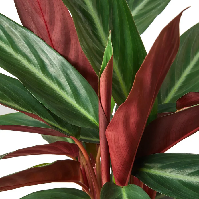 Stromanthe Sanguinea - Image 3
