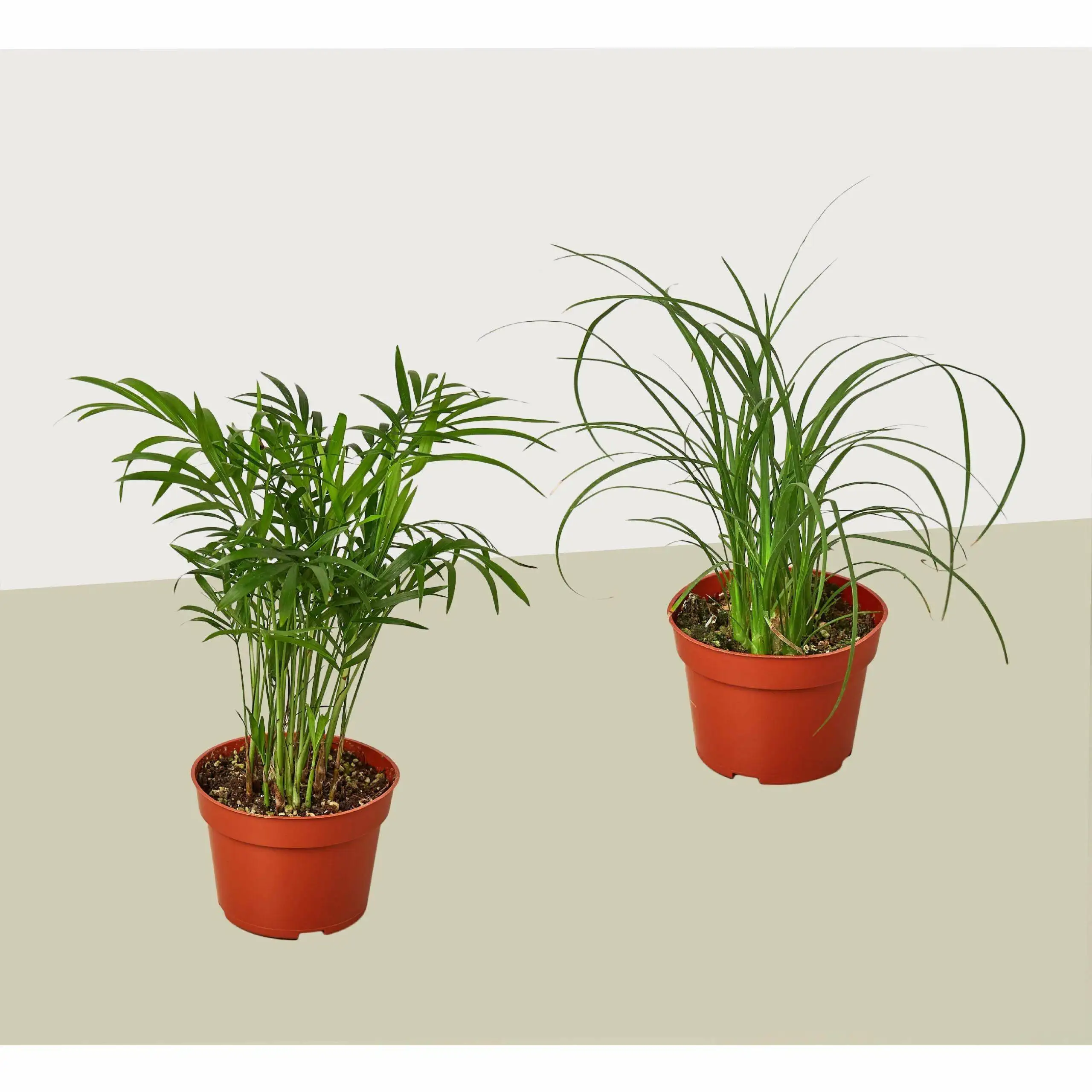 Palm Plant Bundles (Set of 2)