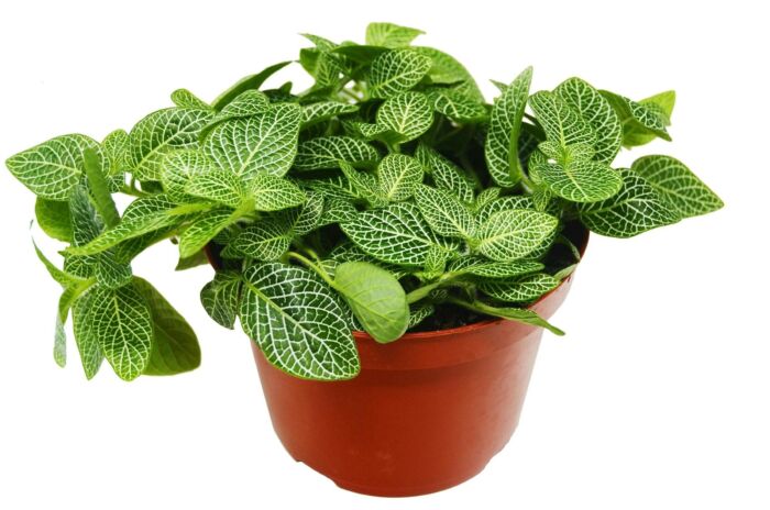 Fittonia White Nerve Plant - Image 2