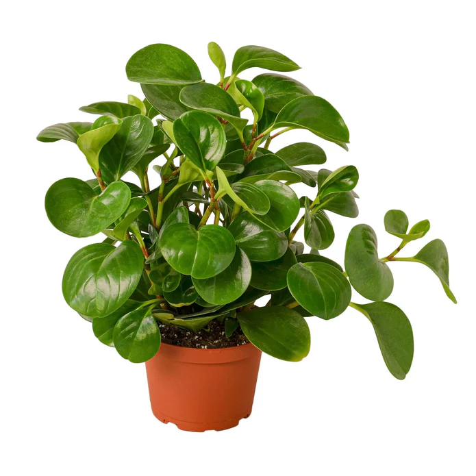 Peperomia Thailand - Image 4